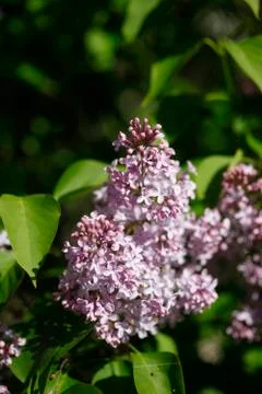 Flieder Stock Photos