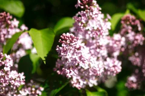 Flieder Stock Photos