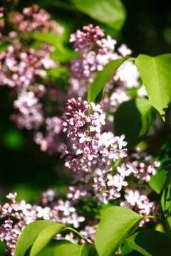 Flieder Stock Photos