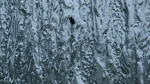 Fliege an fenster Stockbeeldmateriaal 217729494