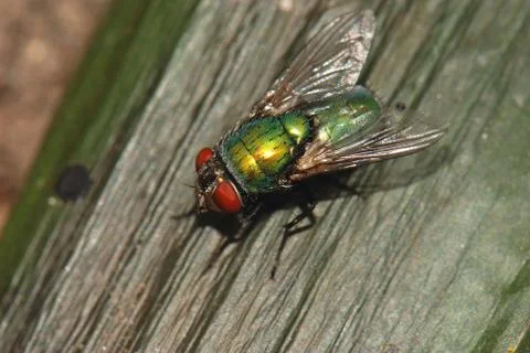 Fliege Foto stock