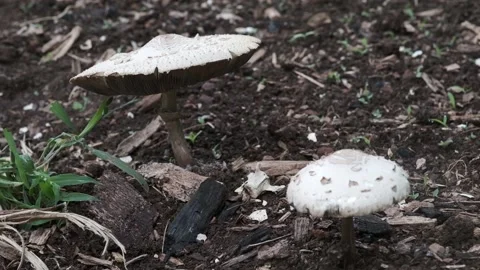 Flies act as pollinators on a large white mushroom head on shot Video stock 145681929