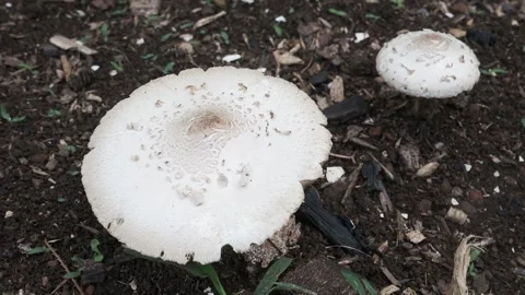 Flies act as pollinators on a large white mushroom Video stock 145681968