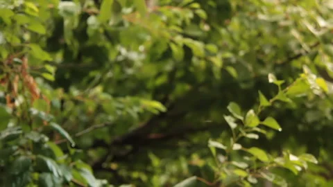 Flies in air in shadow of tree Stock Footage 89998801