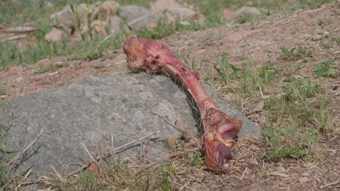 Flies and bone on stone Stock Footage 167558072