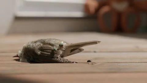 The Flies and a Dead Bird 스톡 동영상 345710409