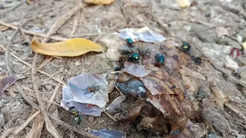 Flies and dead snail Stock Footage 292764193
