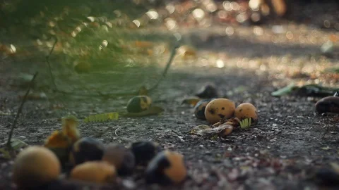 Flies and fruit 1 Stock Footage 129344197