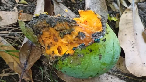 Flies and other small insects swarm around the rotten mangoes Stock Footage 259140928