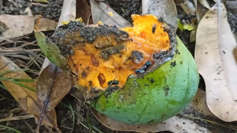 Flies and other small insects swarm around the rotten mangoes Stock Footage 259140929