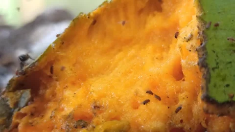 Flies and other small insects swarm around the rotten mangoes Stock Footage 259140943