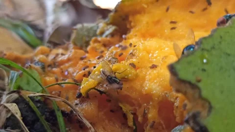 Flies and other small insects swarm around the rotten mangoes Stock Footage 259140969