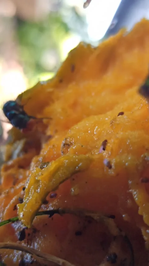 Flies and other small insects swarm around the rotten mangoes Stock Footage 259141027
