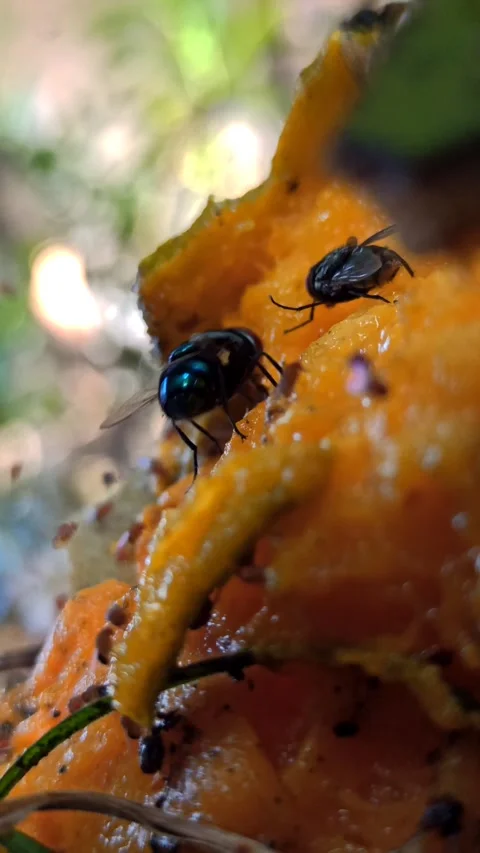 Flies and other small insects swarm around the rotten mangoes Stock Footage 259141029