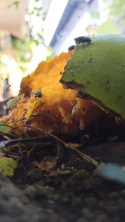Flies and other small insects swarm around the rotten mangoes Stock Footage 259141141