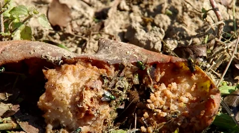 Flies and rotten vegetables Stock Footage 56525104