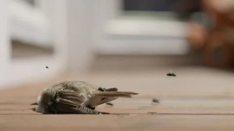 Flies are Eating a Dead Bird Slow Motion Stock Footage 344338191