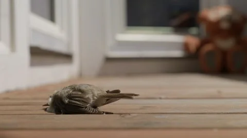 Flies are Eating a Dead Sparrow Stock Footage 344678654