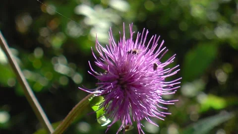 Flies are looking for nectar on a fluffy lilac flower. Stock Footage 170355235