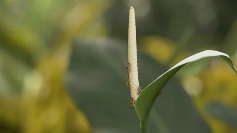 The flies are sucking Stockbeeldmateriaal 142115283