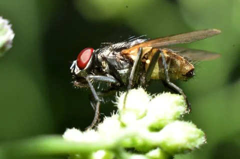 Flies are a type of insect that has 2 wings with the eyes and most have large Stock Photos