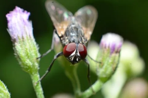 Flies are a type of insect that has 2 wings with the eyes and most have large Stock Photos