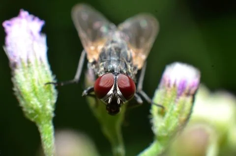 Flies are a type of insect that has 2 wings with the eyes and most have large Stock Photos
