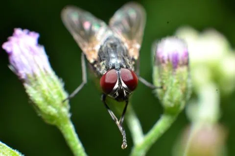 Flies are a type of insect that has 2 wings with the eyes and most have large Stock Photos