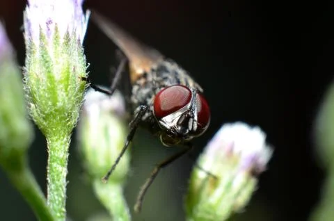 Flies are a type of insect that has 2 wings with the eyes and most have large Stock Photos