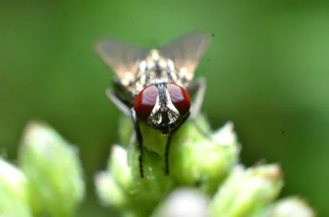 Flies are a type of insect that has 2 wings with the eyes and most have large Stock Photos