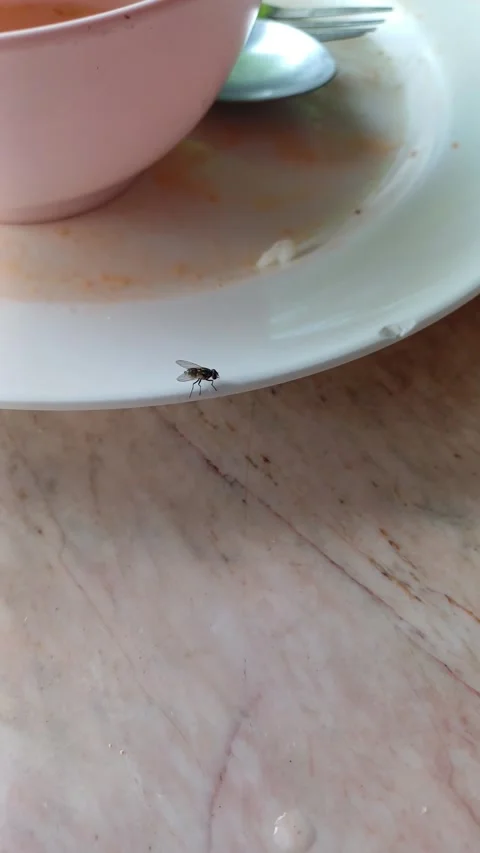 Flies aren't going anywhere. Stock Footage 276945785