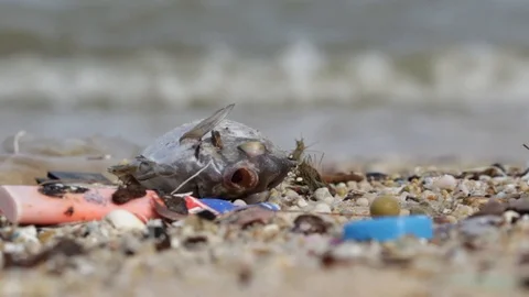 Flies around Dead Fish surrounded by Plastic Waste Stock Footage 91925535