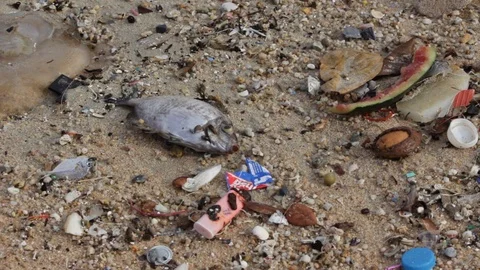 Flies around Dead fish Surrounded by Rubbish 2 Stock Footage 91925563