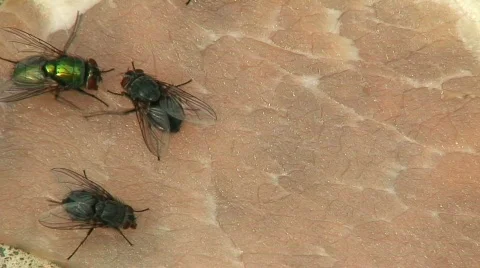 Flies on bacon 스톡 동영상 150646