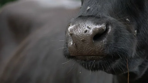 Flies on a black cows nose Vídeo Stock 119707432