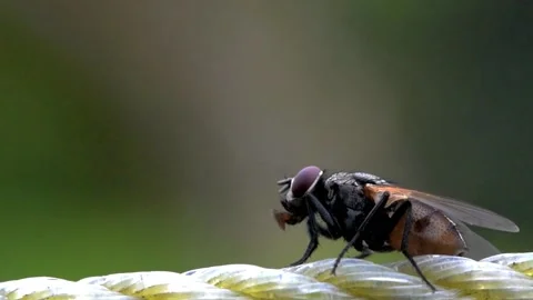 Flies blowing bubbles of saliva. Stock-Footage 137868966