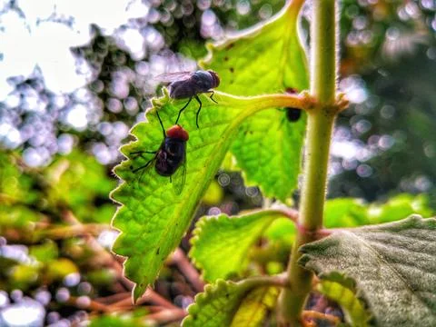 Flies in bokeh 库存照片