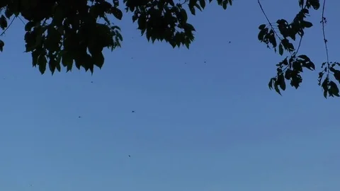 Flies buzzing around after sunset, clear dark blue sky, tree leaves in the wind 库存影片 76807387