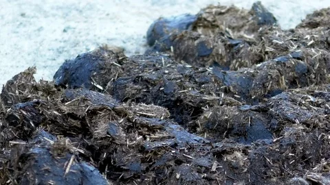 Flies buzzing around and feeding on horse manure, horse dung, horse droppings Video stock 76800589