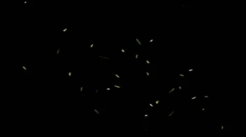 Flies Buzzing Around On Black Background Stock Footage 62745398