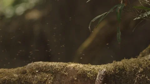 Flies buzzing over a moss covered object Stock Footage 79796613