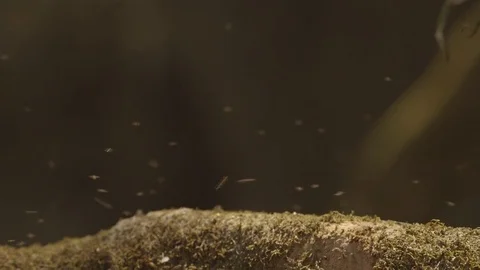 Flies buzzing over a moss covered object Stock Footage 79796635