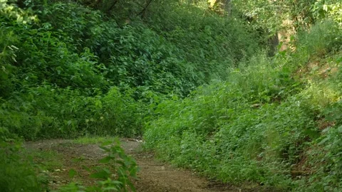 Flies buzzing over narrow pass with stinging nettle, fern, other plants Stock Footage 242939380