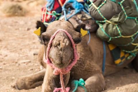 Flies on camel head. Stock Photos