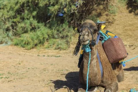 Flies on camel head Stock Photos