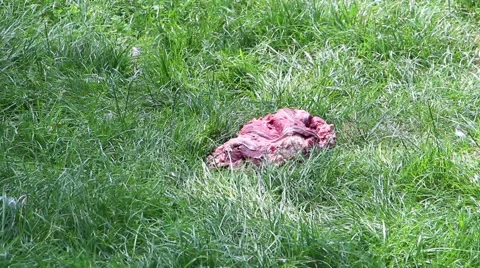 Flies on carrion 스톡 동영상 40322431