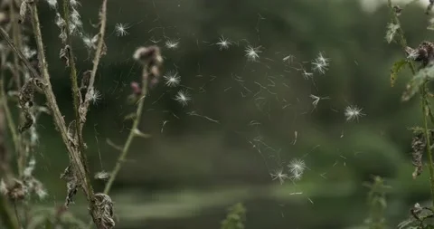 Flies Caught In The Spider Web Video stock 132171307