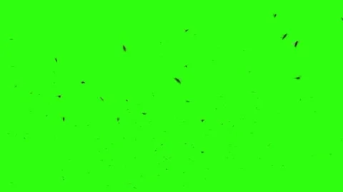 Flies on a chroma key. Flies on a green background Stock Footage 148673761