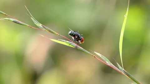 Flies up close Stock Footage 157351377