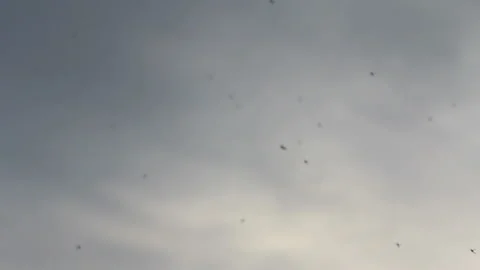 Flies cly around in the evening Stock Footage 133137576